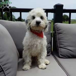 Boomer, Cockapoo Puppy